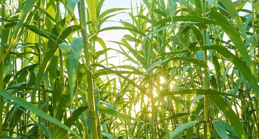 Bamboo field